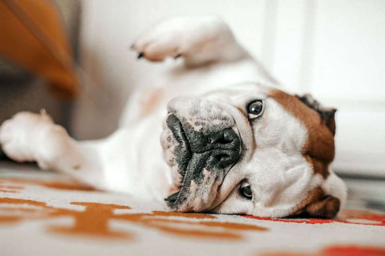 15 breeds of dogs who have honed their laziness to perfection