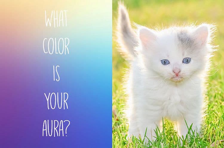 What color is the aura in animals