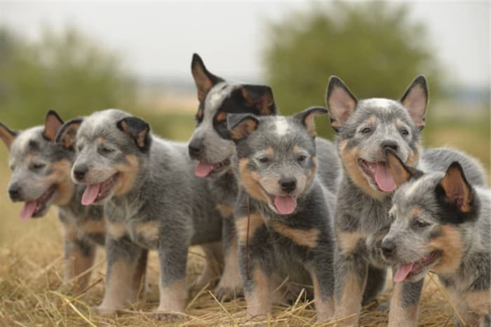 The puppies of the Australian shepherd Shepherd