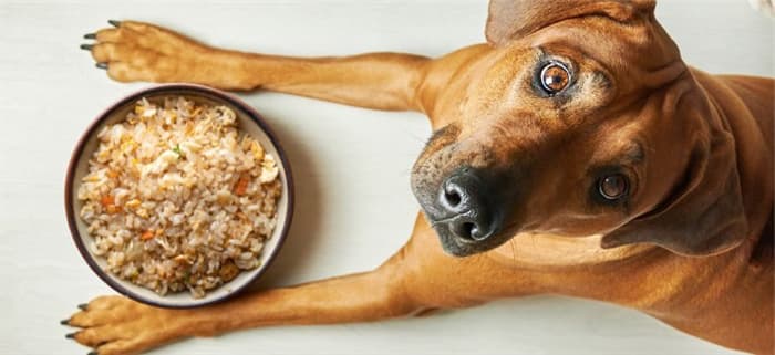 Can dogs eat rice