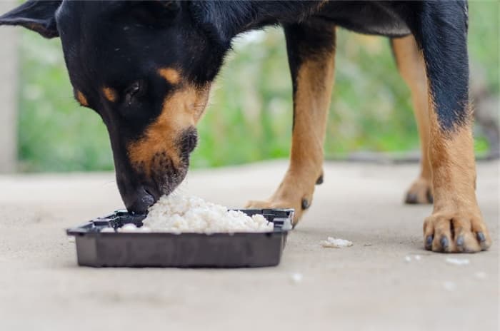 Is it possible to feed the dog with rice