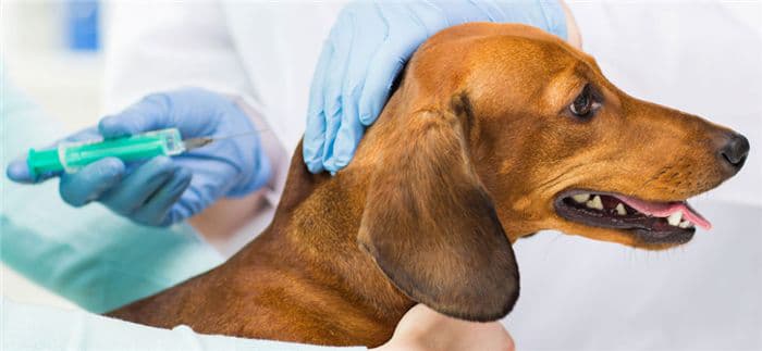 Dog vaccines