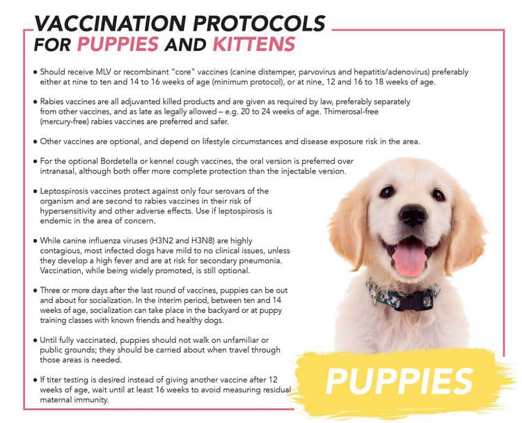 Modern dog vaccines what age should dogs be vaccinated