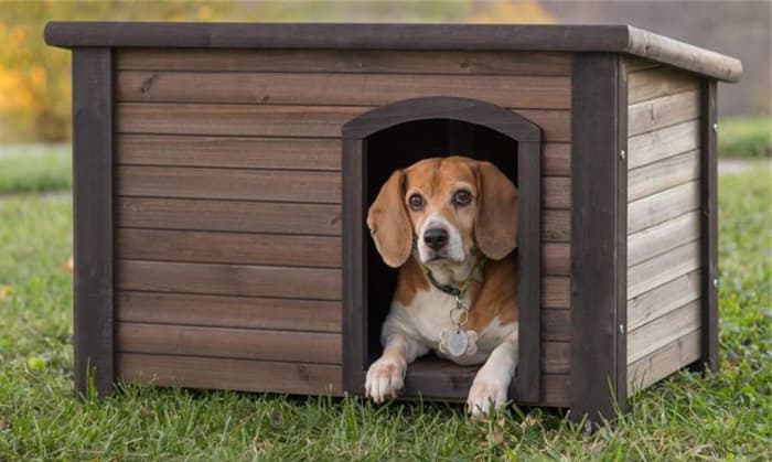 do-it-yourself dog house