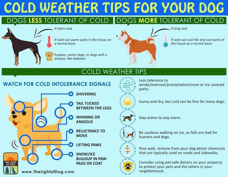 How to protect a dog in a cold