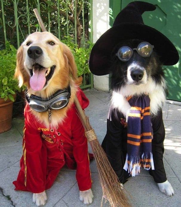 Halloween dog costume