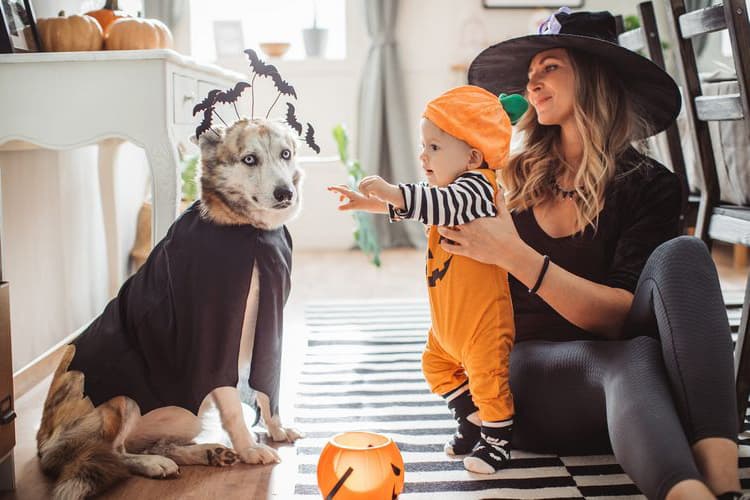 DIY Halloween A few ideas for making an outfit for dogs